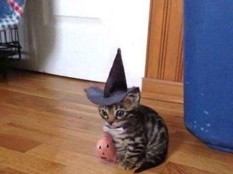 Kitten Halloween Funny Halloween Memes, Halloween Memes, Funny Animal Photos, Dolan Twins, Funny Cat Memes, Silly Cats, Funny Animal Pictures, Kitty Cats, Halloween Cat