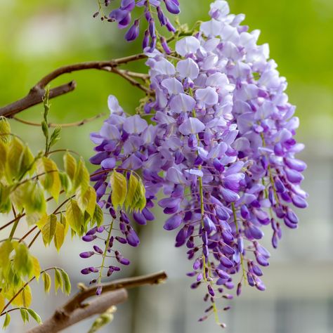 wisteria-sinensis-chinese-wisteria Laurel Shrub, Dragon Fruit Cactus, Wisteria Vines, Chinese Wisteria, Wisteria Pergola, Wisteria Plant, Wisteria Vine, Weeping Cherry Tree, Wisteria Flower