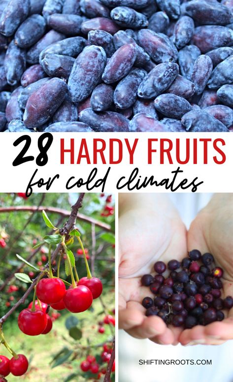 Zone 7 Fruit Trees, Cold Hardy Nut Trees, Zone 4b Landscaping Ideas, Zone 4 Fruit Trees, Fruit Trees For Small Gardens, Homesteading Zone 5, Zone 4b Vegetable Gardening, Fastest Growing Fruit Trees, Zone 5 Food Forest