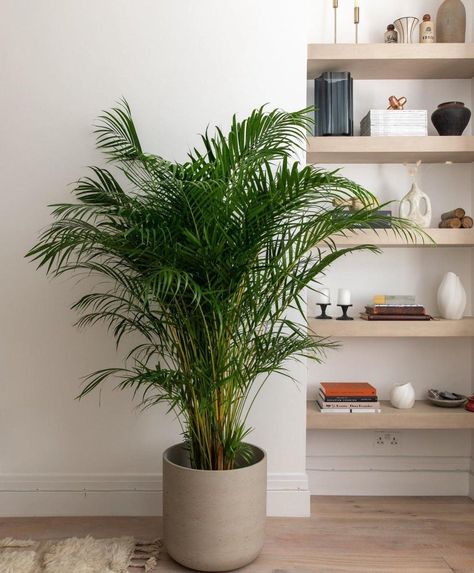 Large Family Bathroom, Areca Palm Indoor, Plant Studio, Dypsis Lutescens, Large Indoor Plants, Living Room Plants, Areca Palm, Indoor Trees, Palm Plant