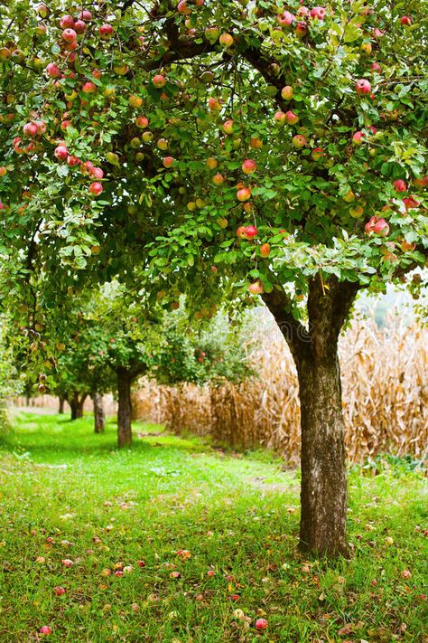 Orchard Garden, Apple Trees, Tree Images, Apple Orchard, Fruit Garden, Flowers Wallpaper, Garden Trees, Fruit Snacks, Apple Wallpaper