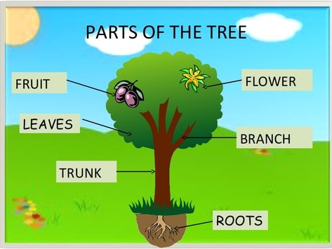 Parts Of A Tree, Tree Life Cycle, Preschool Worksheets Free Printables, Trees For Kids, Owl Classroom, Alphabet Worksheets Kindergarten, Family Tree Project, English Activities For Kids, Tree Study