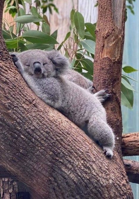 Coala Cute, Cute Koalas, Cute Koala Bear, Tattoo Nature, Koala Bears, Australia Animals, Cute Koala, Pretty Animals, Cute Animals Images