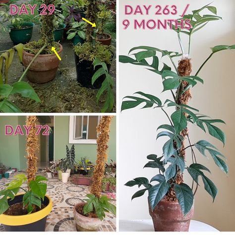 Growing Tips for Epipremnum Pinnatum aka Dragon Tail Plant | Penfires Dragon Tail Plant, Evergreen Vines, Epipremnum Pinnatum, Dragon Tail, Golden Pothos, Fairy Homes, New Roots, Unusual Plants, Big Leaves