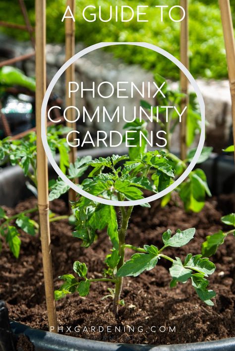 Do you want to start a garden, but don't have the space? Your guide to finding a Phoenix, Arizona community garden to join. Create your own urban garden on a plot of land and grow your own food. #garden #communitygarden #phoenix #arizona #phoenixgardening #phxgardening #urbangarden #gardening #vegetablegardening Community Vegetable Garden, Phoenix Gardening, How To Start A Community Garden, Gardening In Houston Texas, Gardening In Phoenix Az, Dark Cottage Core Bedroom, Phoenix Home And Garden, Dark Boho Bedroom, Bedroom Fall Decor