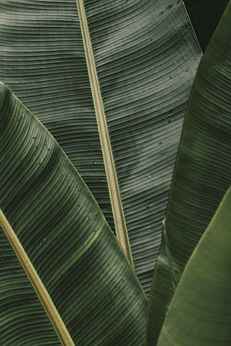 Banana Leaf Aesthetic, Aesthetic Jungle, Leaves Images, Successful Company, Green Vibes, Leaf Texture, Tableau Design, Plant Wallpaper, Large Artwork