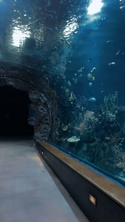 Amazing Fish Tanks, Aquarium Tunnel, Crab Tank, Aquarium Aesthetic, Random Aesthetic Stuff, Ocean Aquarium, Cool Fish Tanks, Water Aesthetic, Tone Control