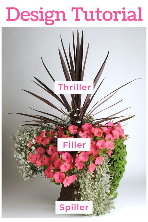 Fillers Spillers And Thrillers, Spiller Filler And Thriller, Thriller Filler Spiller Ideas Shade, Filler Thriller Spiller Planters, Thriller Spiller Filler Ideas, Thriller Plants For Containers, Thriller Filler Spiller Ideas Full Sun, Thriller Filler Spiller Ideas, Spiller Plants