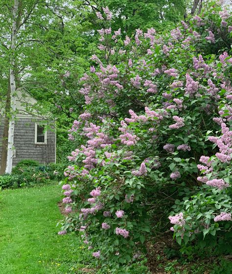 Lilacs are easy to plant and easy to grow. Learn where and how to plant lilacs for a beautiful display of flowers every spring. Lilac Hedge, Lilac Plant, Lilac Bush, Longfield Gardens, Bush Garden, Lilac Bushes, Hedges, To Grow, Lilac