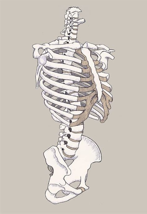 Bone Drawing, Anatomy Bones, Skeleton Anatomy, Skeleton Drawings, Human Anatomy Drawing, Human Skeleton, Human Anatomy Art, Anatomy Sketches, Anatomy For Artists