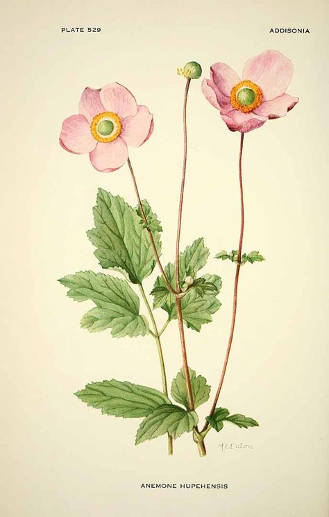 Top Tips for Growing Anemone Hupehensis ~ Anemone Flowers Anemone Hupehensis, Illustration Botanique Vintage, Botanical Printables, Flower Reference, Illustration Kunst, Japan Illustration, Antique Botanical Print, Botanical Drawing, Botanical Illustration Vintage