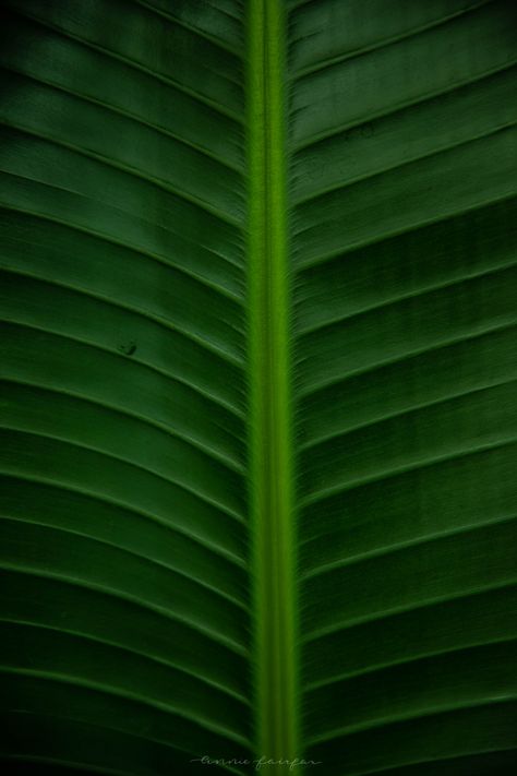 Green Tropical Leaf Background Image Copyright Annie Fairfax Philodendron Palm Leaves Banana Leaf Tropical Leaf Background, Aesthetic Soup, Lime Juice Margarita, Margarita Flavors, Healthy Soup Ideas, Ideas For Living Room Curtains, Lime Cocktails, Soup Aesthetic, Lime Margarita Recipe