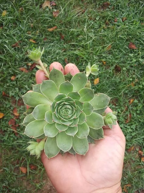 Hen With Chicks Tattoo, Mama Hen And Chicks Tattoo, Hen And Chicks Succulent Tattoo, Hens Chicks Succulents, Crochet Hens And Chicks, Succulent Tattoo, Hens And Chicks, Hen, Plants