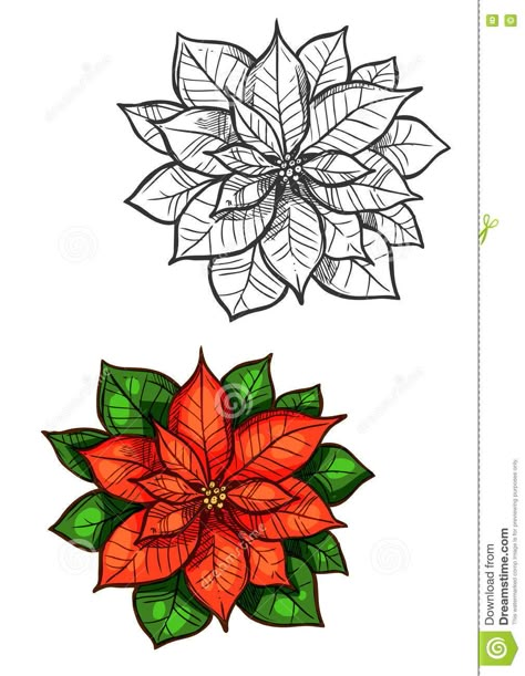 Christmas Poinsettia Star Flower Isolated Sketch Stock Vector - Illustration of card, plant: 80705188 Christmas Star Flower, Green Leaves Illustration, Sketch Traditional, Geek Christmas, Poinsettia Plant, Christmas Stock Photos, Flower Pot Design, Dishcloth Knitting Patterns, Red Poinsettia