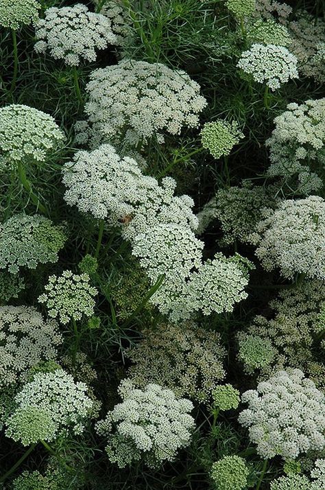 Queens Lace Flower, Queen Ann Lace Flower, Single Stem Bouquet, Heat Lightning, Aisle Florals, Stem Bouquet, Wildflowers Garden, Flower Aesthetics, Wild Carrot