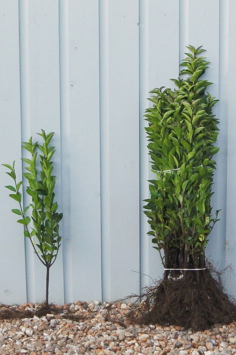 Privet Green Bare Root Hedging 16/24in 40/60cm Ligustrum Hedge, Privet Hedge, Beech Hedge, Fast Growing Hedge, Lavender Hedge, Hedge Plants, Fruit Tree Garden, Topiary Plants, Soil Type