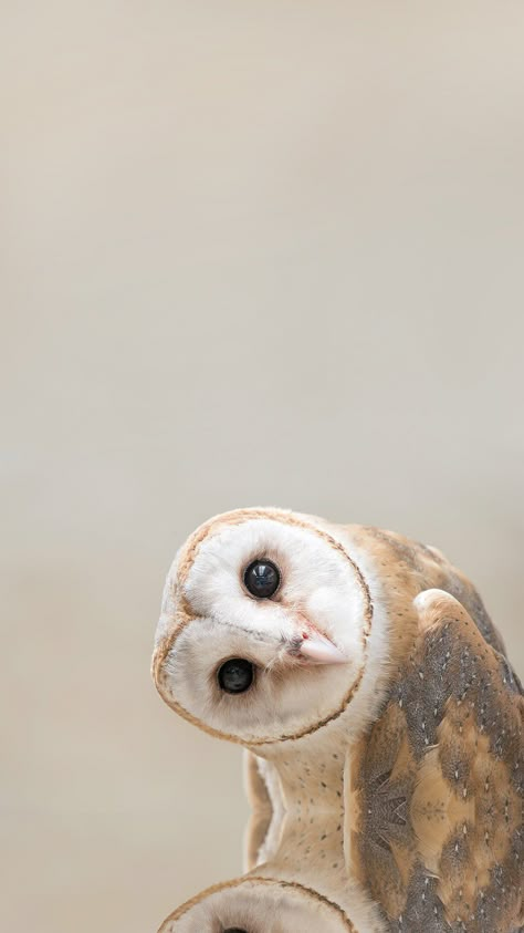 Owls Wallpaper Iphone, Owl Wallpaper Iphone, Wildlife Wallpaper, Pets Preschool Theme, Cute Owls Wallpaper, Owl Wallpaper, Iconic Wallpaper, Pets Drawing, Animal Book