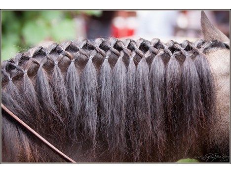 Horse Hair Styles, Mane Braiding, Horse Hair Ideas, Horse Hairstyles, Mane Braids, Horse Mane Braids, Horse Braids, Horse Hair Braiding, Horse Braiding