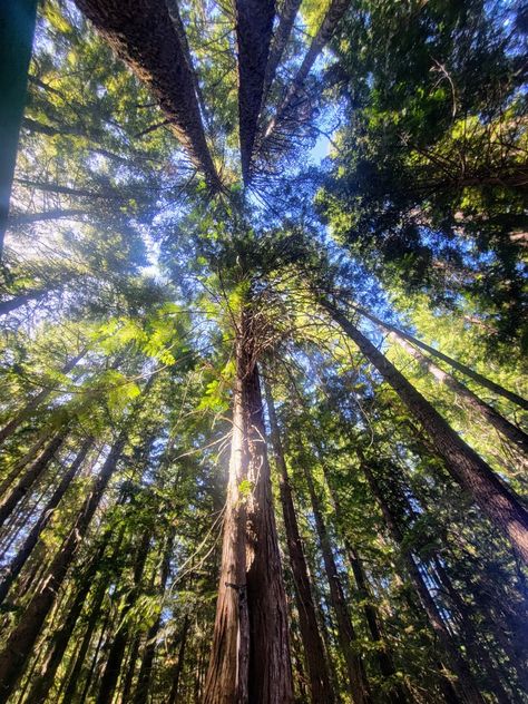 Gifford Pinchot National Forest Gifford Pinchot National Forest, National Forest, Forest, Collage, Pins