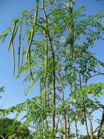 Chaya Plant, Moringa Latte, Moringa Plant, Moringa Oleifera Tree, Banana Seeds, Moringa Seeds, Moringa Tree, Miracle Tree, Moringa Leaves