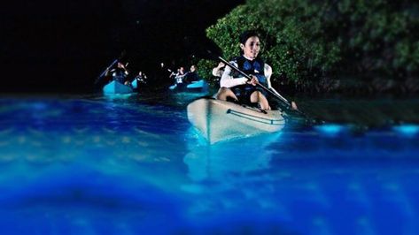 Experience Florida's Glowing Waters From A Clear-Bottom Kayak On This Magical Bioluminescence Tour Bioluminescent Kayaking, Florida Bioluminescence, Vieques Puerto Rico, Indian River Lagoon, Florida Trips, Florida Bucket List, Bioluminescent Bay, Puerto Rico Trip, Puerto Rico Vacation