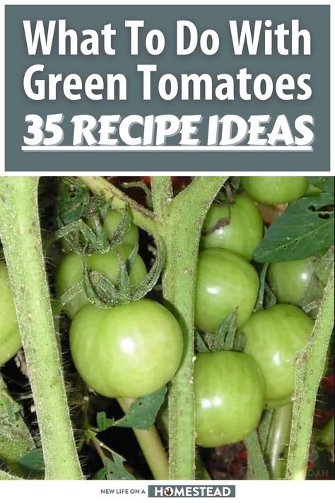 Green Tomato Gravy, Green Tomato Dessert Recipes, Freeze Green Tomatoes, What To Do With Green Tomatoes, Canned Green Tomato Recipes, Green Tomatoes Recipes, Turkey Fillet Recipes, Fried Green Tomatoes Recipe Easy, Baked Green Tomatoes