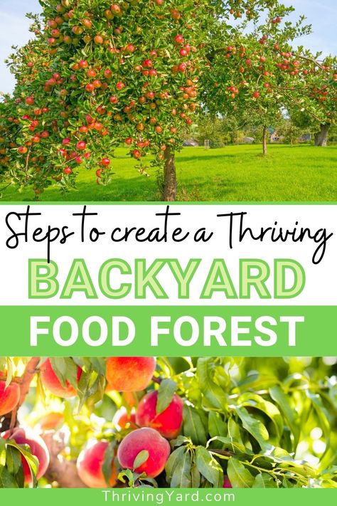 Backyard Edible Garden Design, Forest Food Garden, Creating A Food Forest, Zone 9 Food Forest, Backyard Forest Garden, Fruit Forest Garden, Central Florida Food Forest, Food Forest Design Layout, Food Forest Garden Permaculture Design