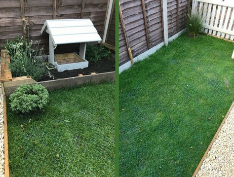 A case study from a past customer who installed our grass mesh on the grass next to his chicken coop after finding that his chicken enjoyed digging up and ruining his grass. Grass In Chicken Coop, Chicken Enclosure, Mums Garden, Puppy Pads Training, Chicken Pen, Backyard Farm, Growing Grass, Dog Potty, Dog Enrichment