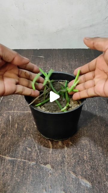 Money Plant Propagation, How To Grow Money Plant, How To Propagate Chinese Money Plant, Chinese Money Plant Propagation, Money Plant Growing Hacks, Money Plant Decor Indian, Money Plant Indoor, Money Plant Care, Money Plant