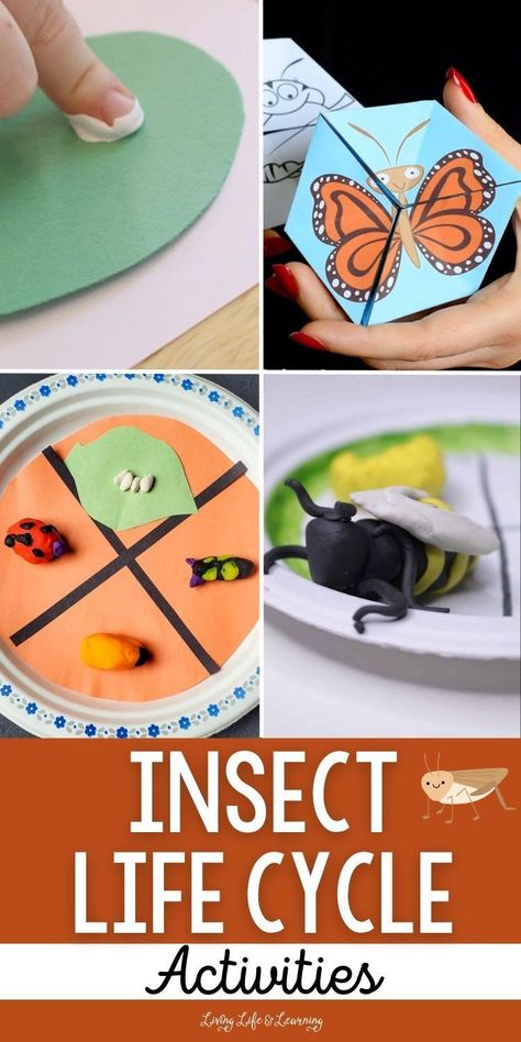 Homeschooling with kids can be so much fun when you add in some   educational activities like these insect life cycle activities. These   activities are not only fun, but they also help teach kids about the   world around them. Check out these awesome ideas that will keep your   little ones entertained and educated during your homeschool bug lesson   this spring! Insect Life Cycle Activities, Science Activities For Kindergarteners, Chicken Life Cycle Craft, Bug And Insect Activities, Kindergarten Science Curriculum, Frog Life Cycle Craft, Plant Life Cycle Worksheet, Kindergarten Science Experiments, Butterfly Life Cycle Craft