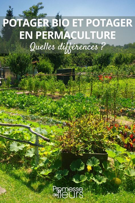 Les différences entre potager bio et potager en permaculture Plan Potager Permaculture, Plan Potager, Permaculture, How To Plan, Plants, Design