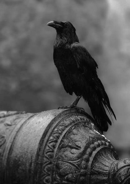 Willy Ronis, Quoth The Raven, Crows And Ravens, Yennefer Of Vengerberg, Jackdaw, Black Birds, Crows Ravens, Kung Fu Panda, Tower Of London