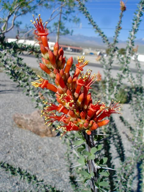 Ocotillo Plant, Odd Stuff, Cactus Flower, Plant Design, 2024 Vision, Tattoo Inspo, Green Thumb, Flower Art, Cactus