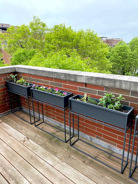 easy plants to grow in a balcony garden Diy Plant Shelf Outdoor, Balcony Farming, Balcony Wall Tiles, Plant Shelves Outdoor, Chic Balcony, Green Onions Growing, Balcony Flower Box, Balcony Wall, Gazebo Ideas