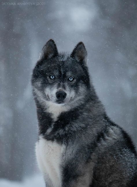 Siberian husky agouti - Dominant Black line (KB + eA) Siberian Husky Agouti, Agouti Siberian Husky, Black Siberian Husky, Agouti Husky, Beast Art, Sled Dogs, Alaskan Husky, Dog School, Brandon Sanderson