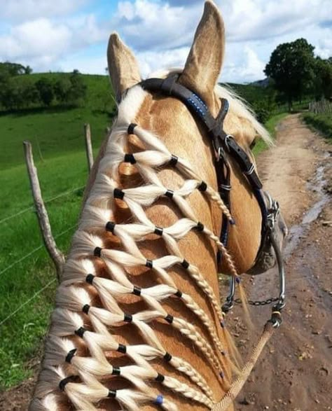 Horse Hair Styles, Horse Hair Ideas, Horse Hairstyles, Mane Braids, Horse Mane Braids, Horse Braids, Horse Hair Braiding, Western Horse Riding, Horse Adventure