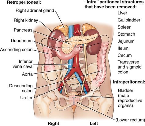 Wk 4 Panc Retroperitoneum structures Retroperitoneal Organs, Ct Anatomy, Gi Anatomy, Anatomy Projects, Abdominal Cavity, Nursing Clinicals, Sigmoid Colon, Medical Sonography, Diagnostic Medical Sonography