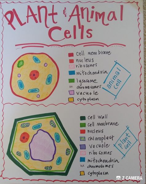 Cell Theory Anchor Chart, Class 9 Science Notes Biology Cell, Plant And Animal Cells Anchor Chart, Class 11 Biology Notes Cell Cycle And Cell Division, Plant Vs Animal Cell Diagram, Sixth Grade Science, Earth Science Lessons, Science Room, Middle School Science Classroom