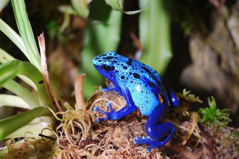 Care sheet for the poison dart frog (Dendrobates spp.). Dart Frog Terrarium, Frog Vivarium, Dart Frog Vivarium, Amazon Rainforest Animals, Blue Poison Dart Frog, Poison Arrow Frog, Frog Photos, Sassy Animals, Frog Habitat