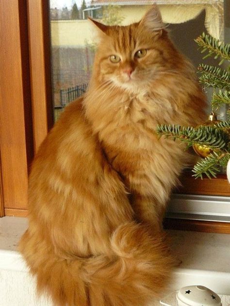 Angora Cats, Beautiful Cats Pictures, Kitten Images, Image Chat, Gorgeous Cats, Orange Tabby Cats, Norwegian Forest Cat, Orange Cats, Kitten Pictures