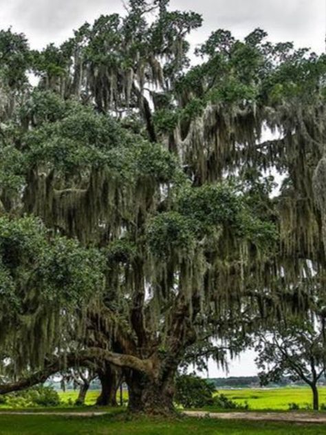 Live Oaks With Spanish Moss, Live Oak Trees With Spanish Moss, Oak Tree Aesthetic, Oak Aesthetic, Spanish Moss Trees, Gorgeous Trees, Moss Paint, Live Oak Tree, Tree Types