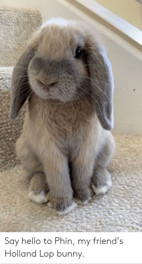 Grey Lop Bunny, Bunnys Aesthetics, Bicute Bunnies, American Fuzzy Lop, Cute Floppy Eared Bunny, Bunnies Cuddling, Holland Lop Bunnies, Pet Bunny Rabbits, Cute Bunny Pictures