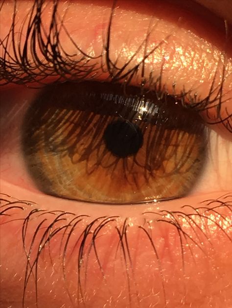 Up Close Eye Photography, Hazel Eyes Close Up, Pupil Shapes, Quotes Eyes, Brown Eyes Aesthetic, Beautiful Eyes Color, Eye Close Up, Prismacolor Art, Eyes Artwork