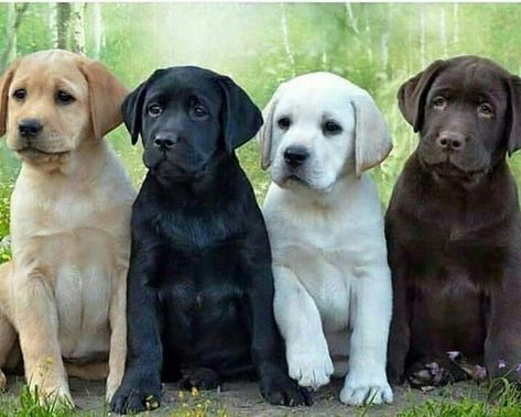 Puppy Cute Labrador Puppies, Labrador Puppies, Chocolate Labs, Black Labrador Retriever, Most Popular Dog Breeds, Labrador Retriever Puppies, Black Labs, Popular Dog Breeds, Lab Puppies