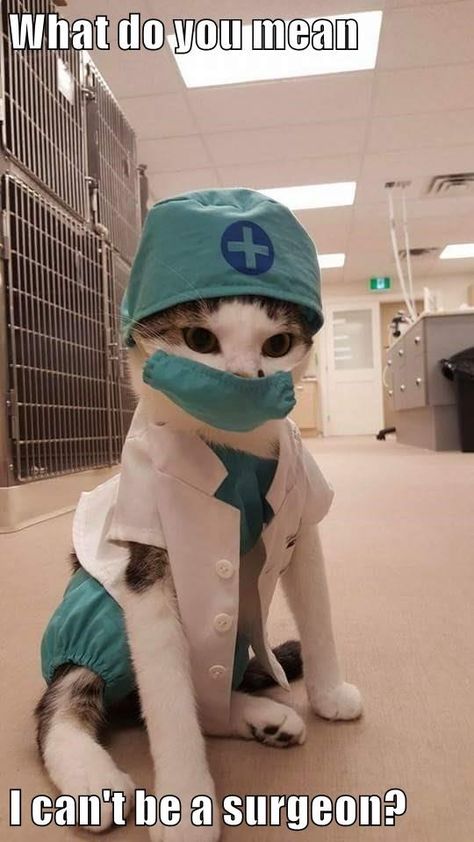 What do you mean  I can't be a surgeon? Doctor Cat, Regnul Animal, Spinning Yarn, Cute Kittens, Funny Animal Pictures, Beautiful Cats, 귀여운 동물, Animal Memes, Cute Funny Animals