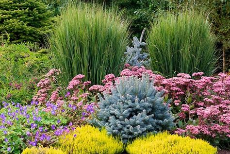 Panicum Virgatum 'Northwind', Panicum 'Northwind', Switch Grass 'Northwind' Small Evergreens, Landscape Mood Board, Front Planters, Sunny Backyard, Lawn Replacement, Garden Combinations, Panicum Virgatum, Grass Alternative, Garage Backyard