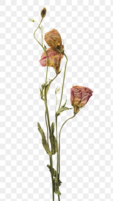 Dried pink lisainthus flower design element | free image by rawpixel.com / KUTTHALEEYO Word Astethic, Lisianthus Flower, Pink Lisianthus, Plant Png, Png Flowers, Scrapbook Flowers, Thistle Flower, Png Stickers, Bloom Blossom