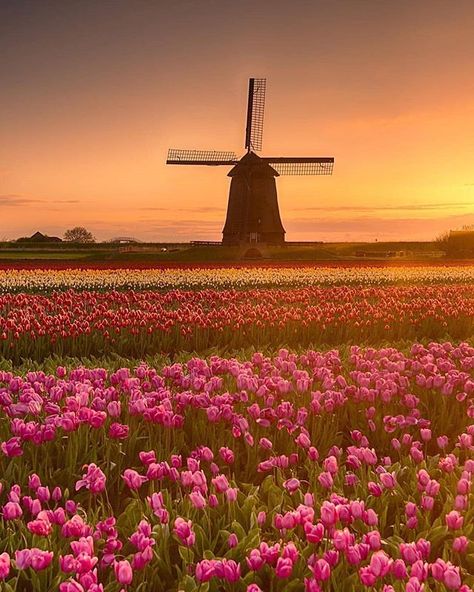 Amazing tulip fields  and classical windmills #sunset  #northholland  .  Thanks to  @marcelwittefotografie for amazing photo. .  Tag your #traveller friends  Follow us @hottravelvibes . . .  #netherlands #travel #worldtour #photooftheday #photographer #travelguide #art #travelcaptures #hot #travelbloggers #travelgram #love #flowers #instagood #nature #amazing #travellife #travelworld #landscape #adventure #wanderlust #instatravel #wonderful #windmills #tulips Tulip Fields Netherlands, Tulip Season, Dutch Tulip, Tulip Field, Pretty Nature, Holland Netherlands, Tulips Garden, Netherlands Travel, Tulip Fields