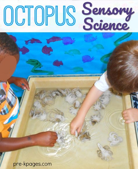 Octopus Sensory Science Experience Real Octopus, Preschool Ocean Theme, Ocean Lesson Plans, Curriculum Themes, Learning Activities For Preschool, Lesson Plans For Preschool, Summer Time Activities, Farm Animals Preschool, Sensory Science