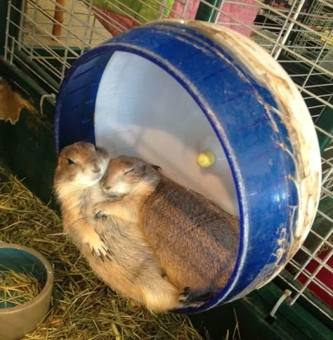 Animal Couples, Dog Cuddles, Heartwarming Pictures, What Cat, Prairie Dog, Human Relationship, Clipuri Video, Cute Animal Photos, Sweet Animals